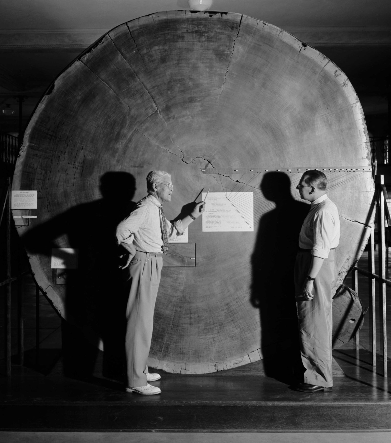 Founder of dendrochronology, Andrew Ellicott Douglass, established the Laboratory of Tree-Ring Research at the University of Arizona in 1937. Here, he uses the cross-section of a giant sequoia (Sequoiadendron giganteum) as a visual aid. Photo by Charles Herbert/Arizona State Museum/University of Arizona.