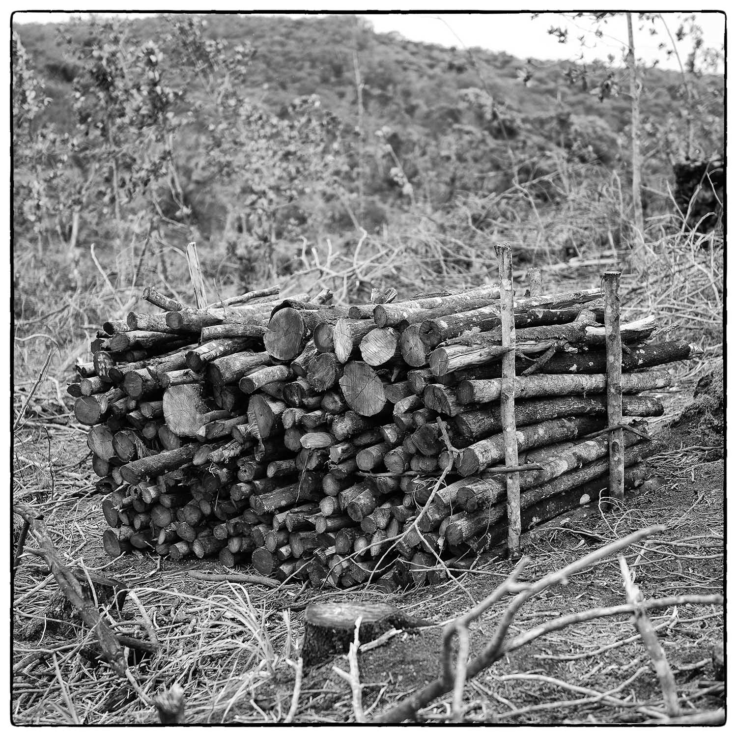 Wood pile at Matigatan, Indi